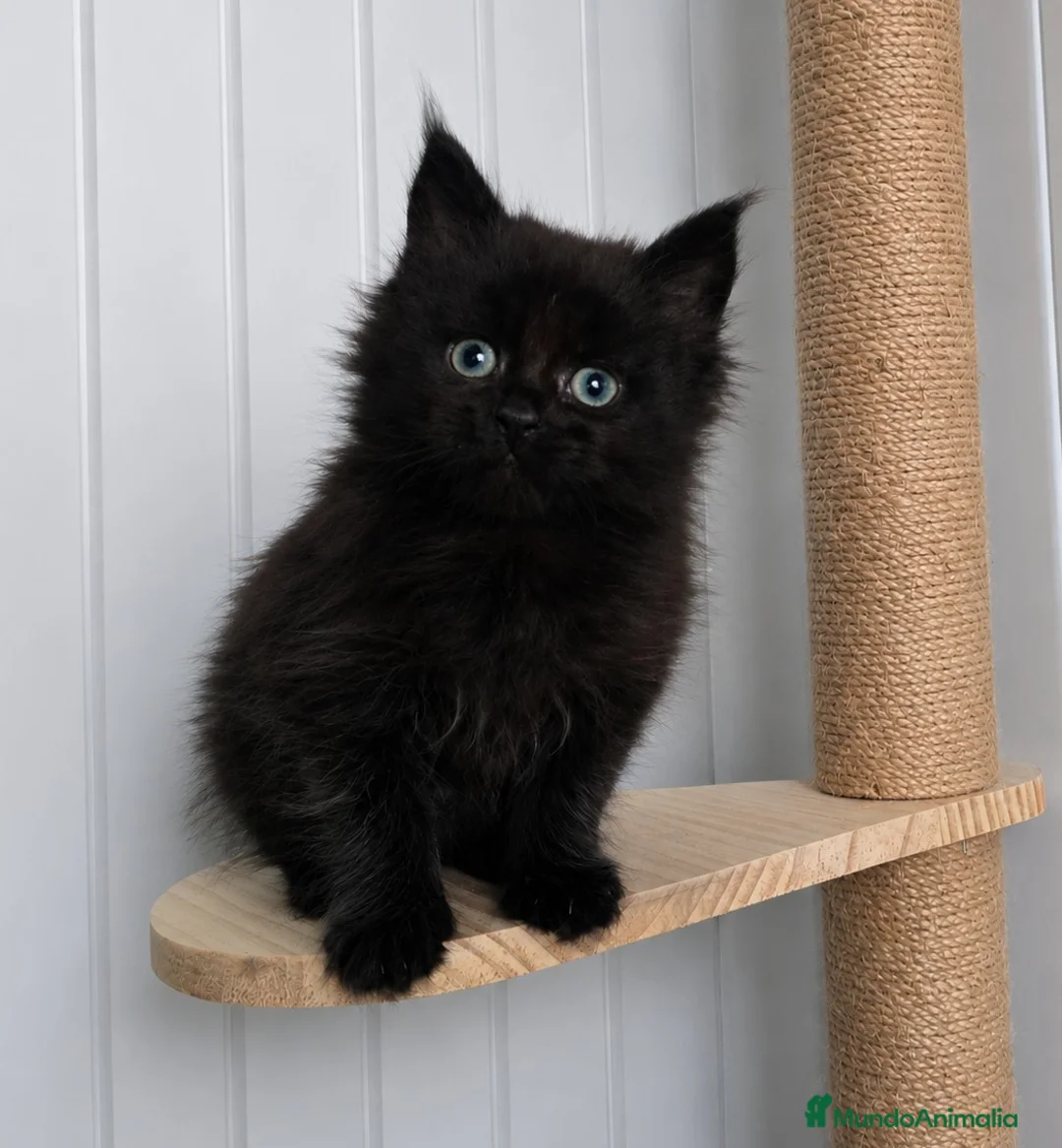 Maine Coon gatos en venta: Gatitos Maine Coon - Anuncio 1