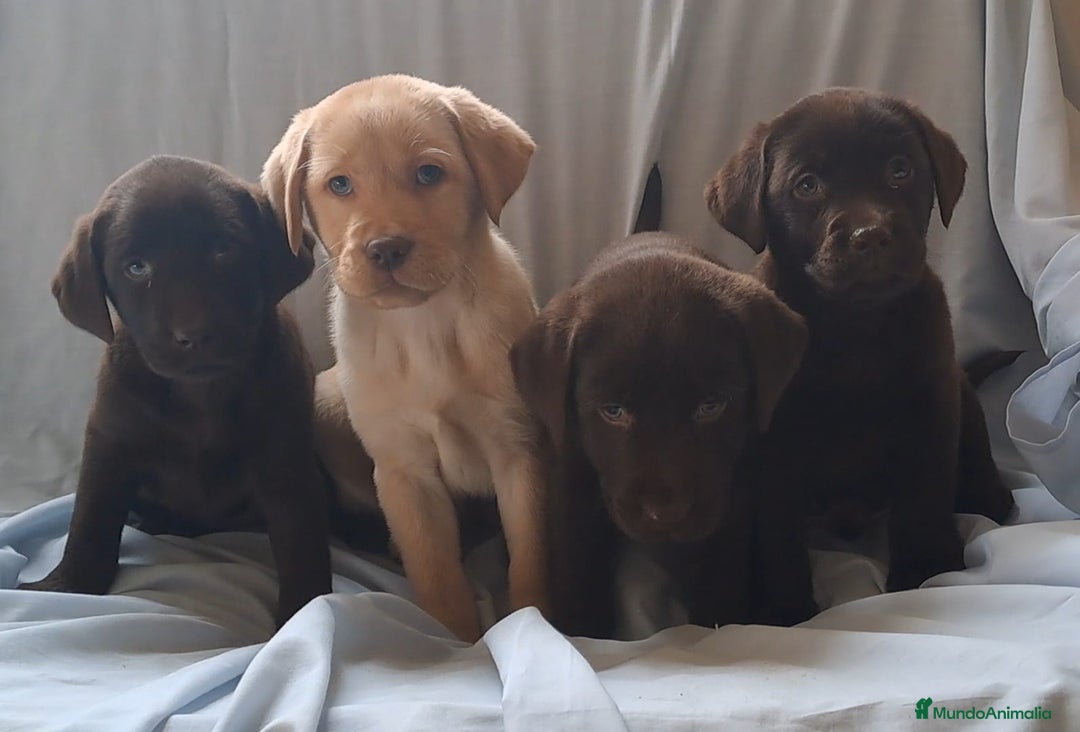 Labrador Retriever perros en venta: Labrador Retriever - Anuncio 3