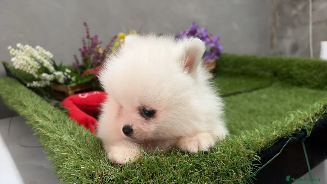 Pomerania perros en venta: Pomerania Macho Disponible  - Anuncio 6