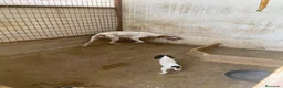 Pointer perros en venta: Impresionantes cachorros pointer  - Anuncio 1