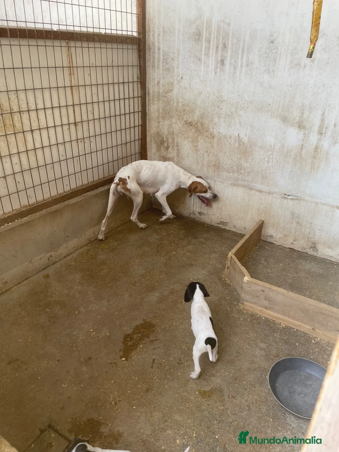 Pointer perros en venta: Impresionantes cachorros pointer  - Anuncio 1