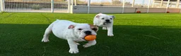 Bulldog Inglés perros en venta: Bulldog ingles Machos  - Anuncio 1