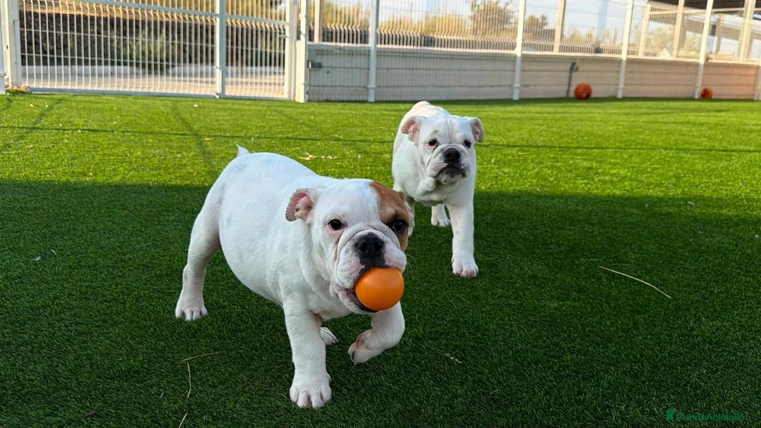 Bulldog Inglés perros en venta: Bulldog ingles Machos  - Anuncio 1