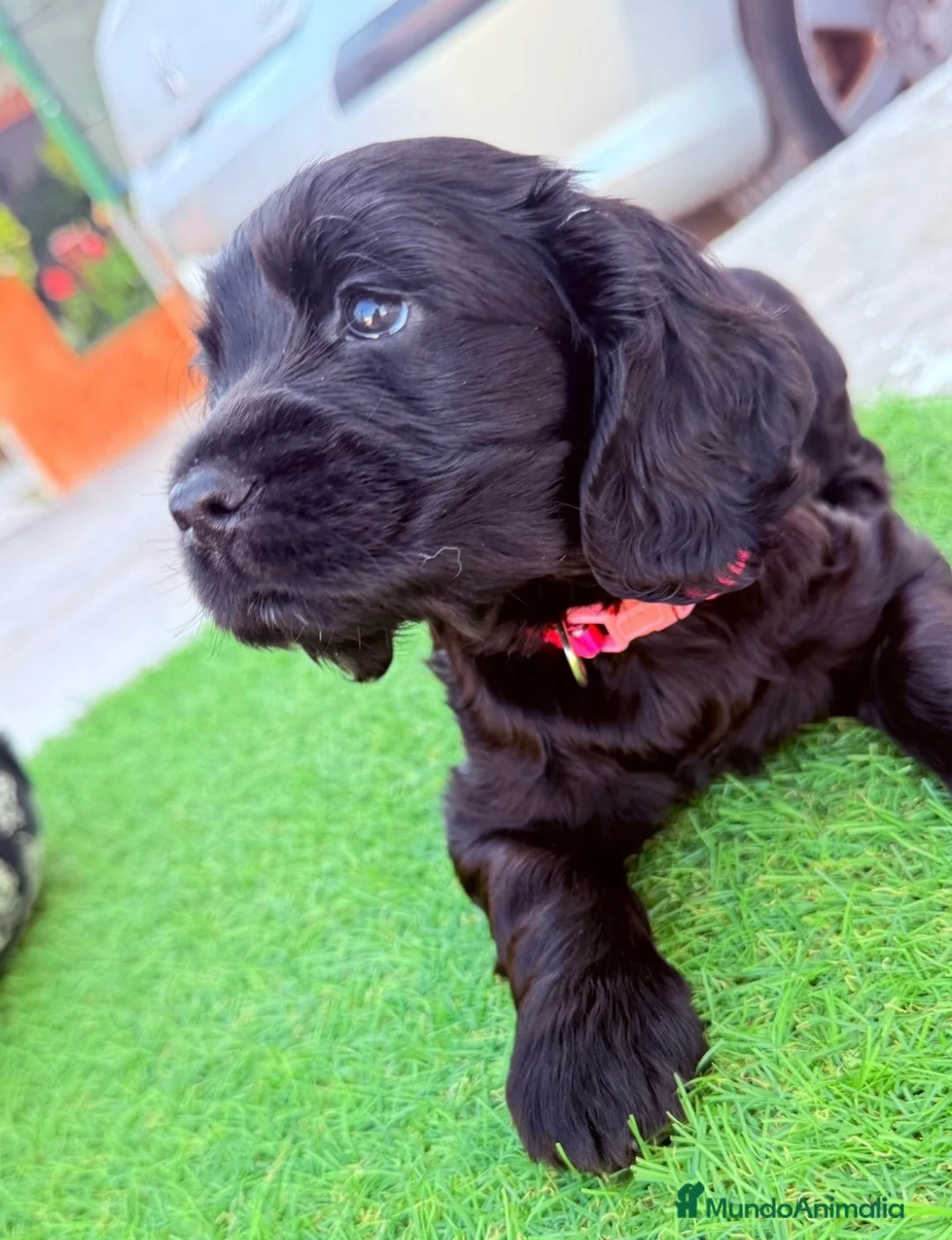 Cocker Spaniel Americano perros en venta: Última hembra disponible!🐶🐾 en Cádiz - Anuncio 4