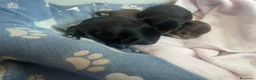 Chihuahua perros en venta: Cachorros de chihuahua - Anuncio 3