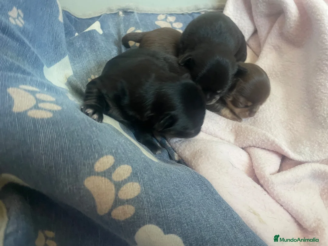 Chihuahua perros en venta: Cachorros de chihuahua - Anuncio 5