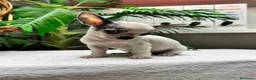 Chihuahua perros en venta: CHIHUAHUA HEMBRA - Anuncio 1
