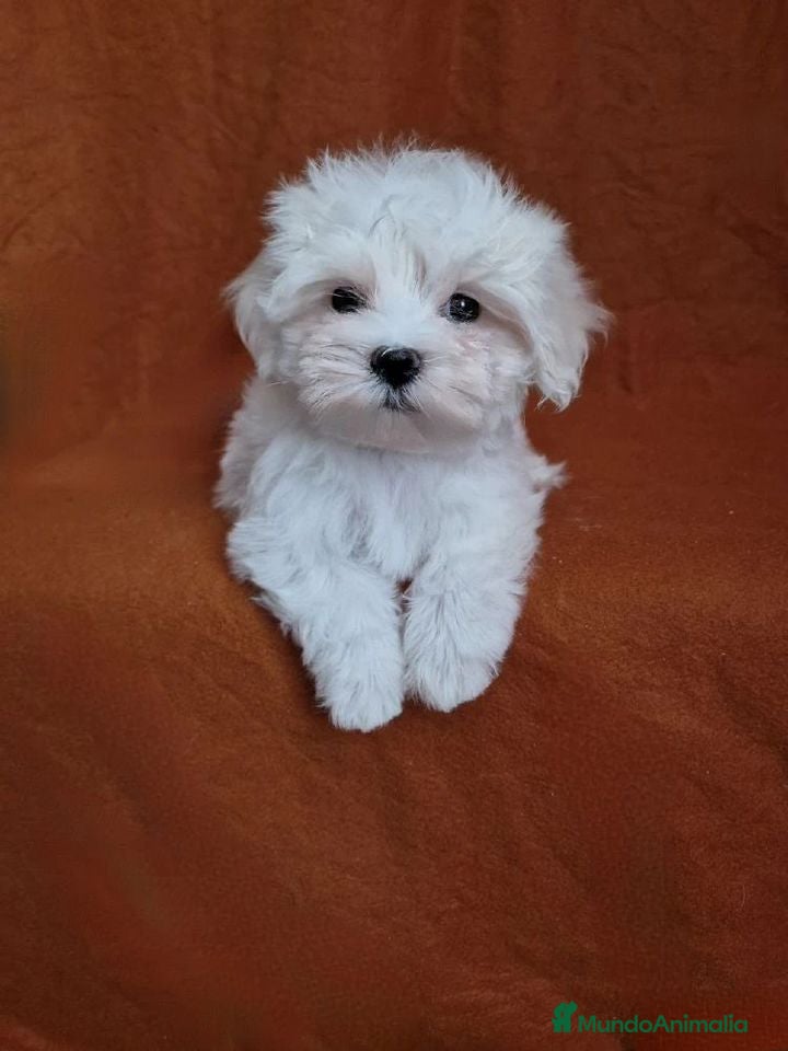 Bichón Maltés perros Macho 70 coreano 2 kilos ,200 5meses  - Anuncio 2