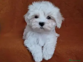 Bichón Maltés perros Macho 70 coreano 2 kilos ,200 5meses - Anuncio 2