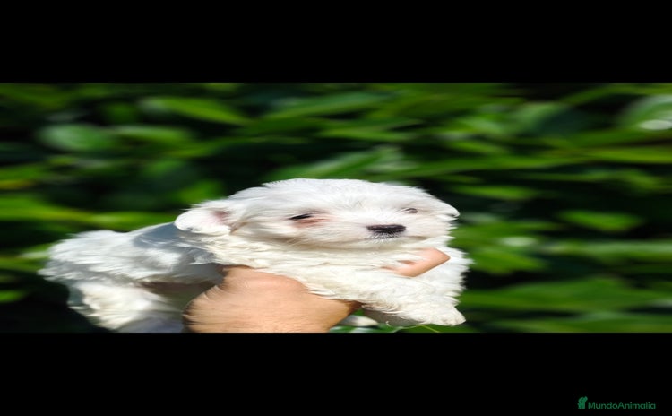 Bichón Maltés perros - Anuncio 1
