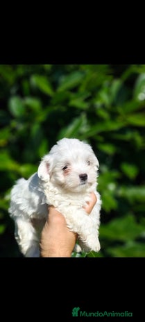 Bichón Maltés perros - Anuncio 6