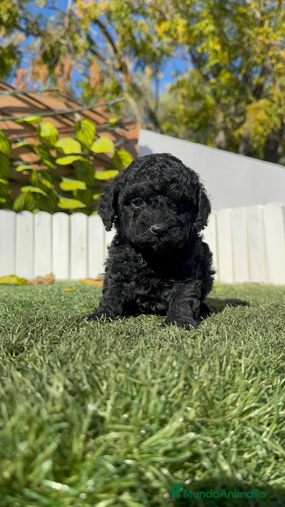 Caniche Toy perros en venta: CANICHE TOY MACHO - Anuncio 10