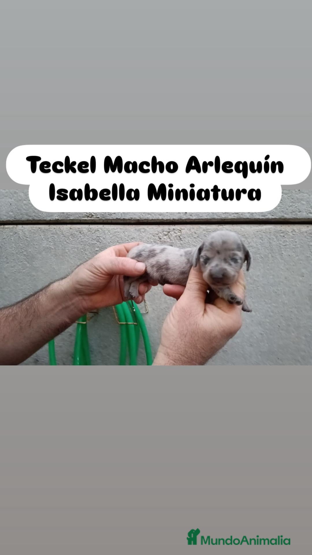 Teckel Miniatura perros en venta: Teckel Miniatura  - Anuncio 1
