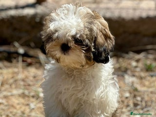 Shih Tzu perros - Anuncio 5