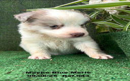 Border Collie perros en venta: BORDER COLLIE DE VILLA BIZNAGA - Imagen 17