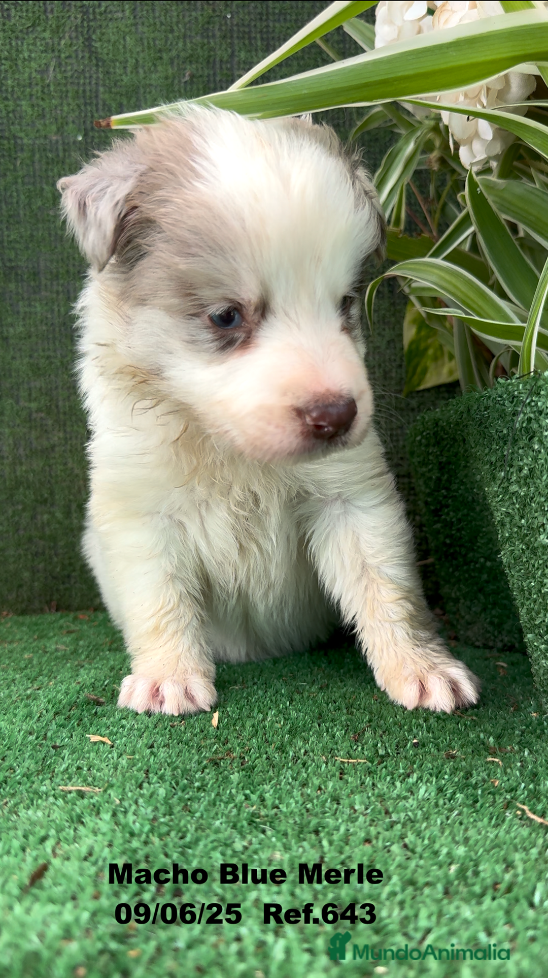 Border Collie perros en venta: BORDER COLLIE DE VILLA BIZNAGA - Imagen 17