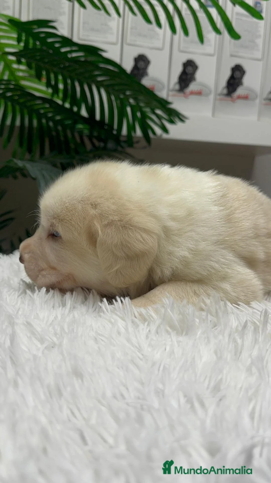 Mastín Español perros en venta: MASTIN ESPAÑOL - Anuncio 5