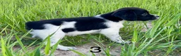 Épagneul Breton perros en venta: Epagneul bretón  - Anuncio 6