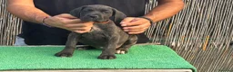 Cane Corso perros en venta: Cachorros de Cane Corso Barcelona - Anuncio 7