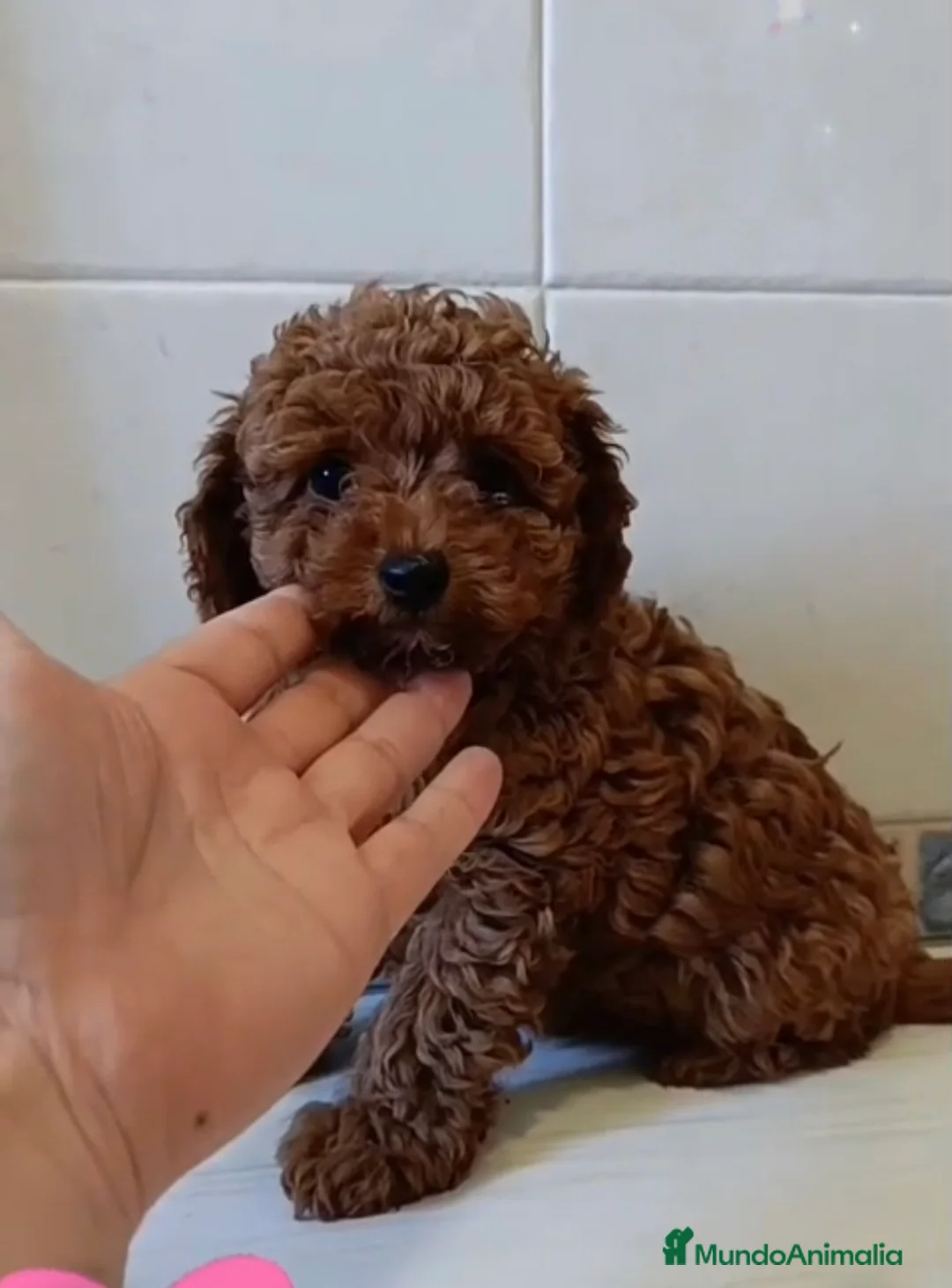 Caniche Toy perros en venta: Caniche toy y minitoy - Anuncio 1