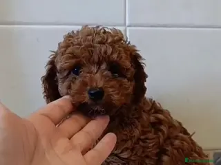 Caniche Toy perros Caniche toy y minitoy - Anuncio 4