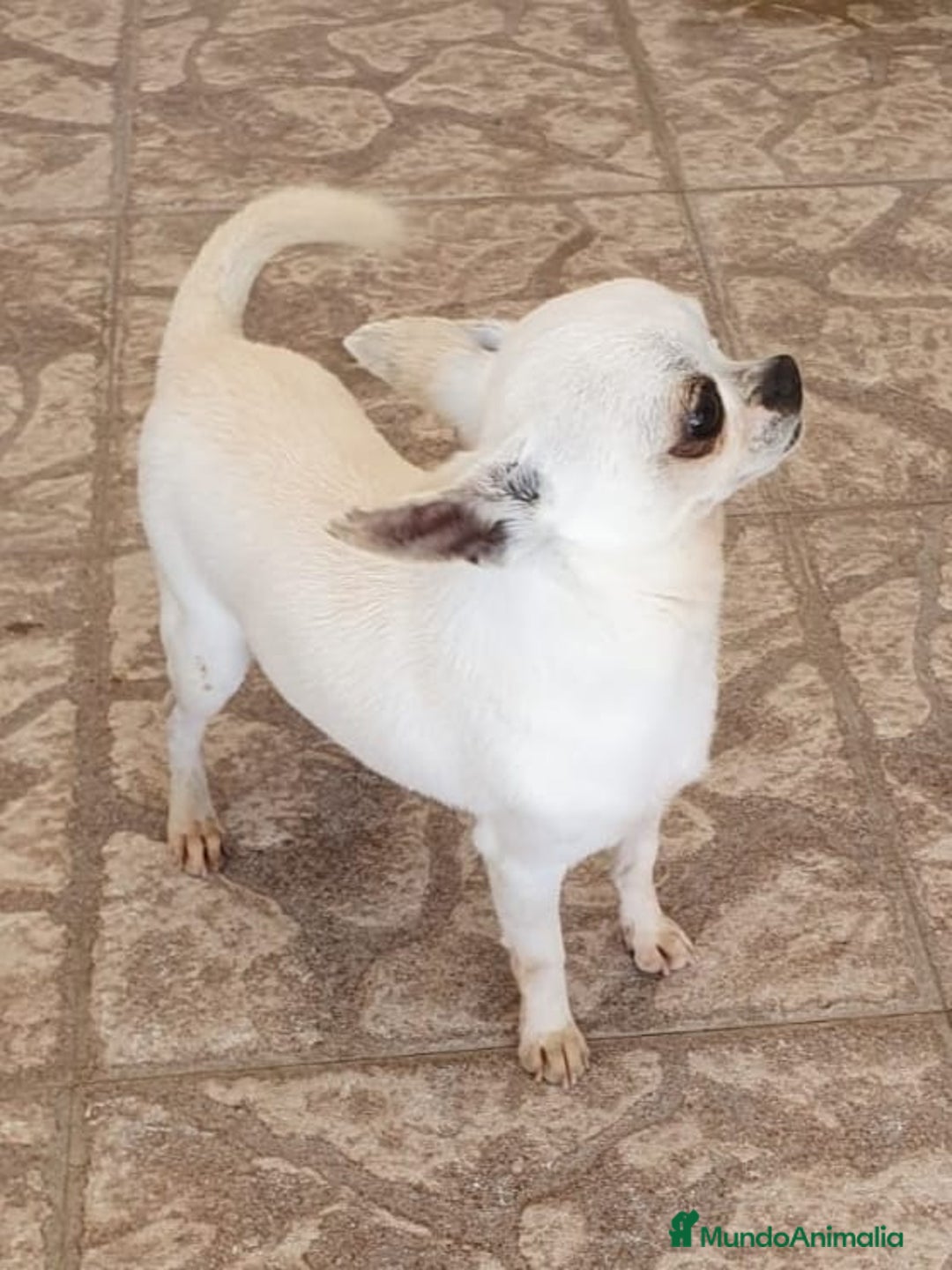 Chihuahua perros para monta: CHIHUAHUA MONTAS - Anuncio 1