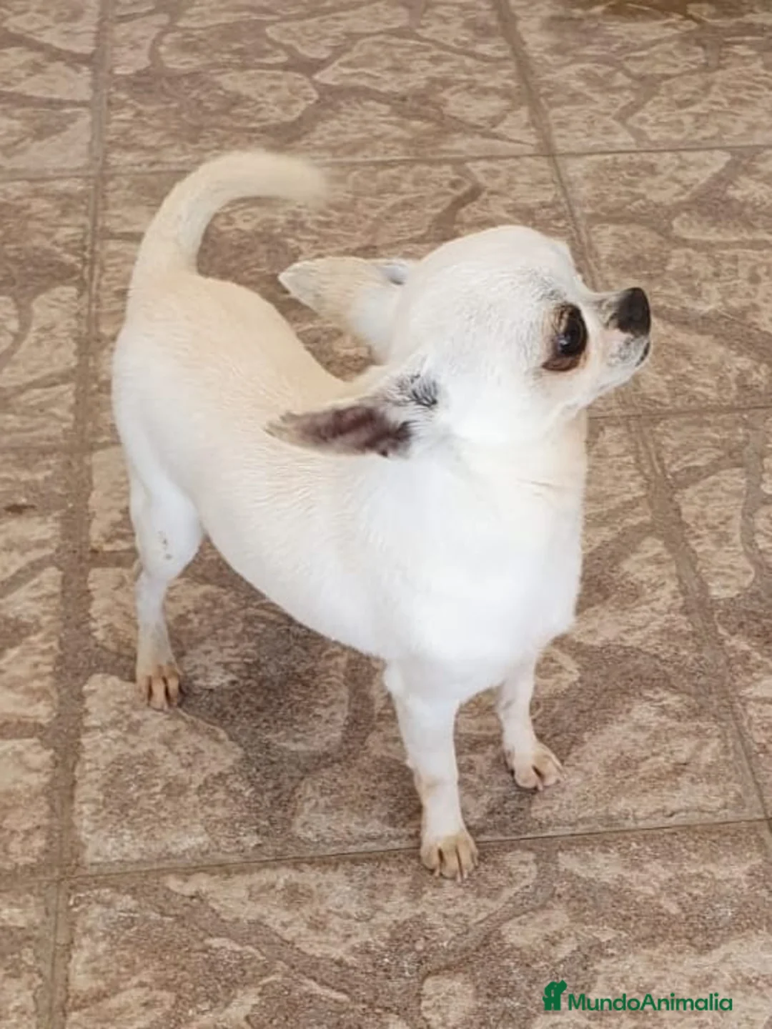 Chihuahua perros para monta: CHIHUAHUA MONTAS - Anuncio 1