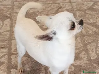Chihuahua perros CHIHUAHUA MONTAS - Anuncio 4