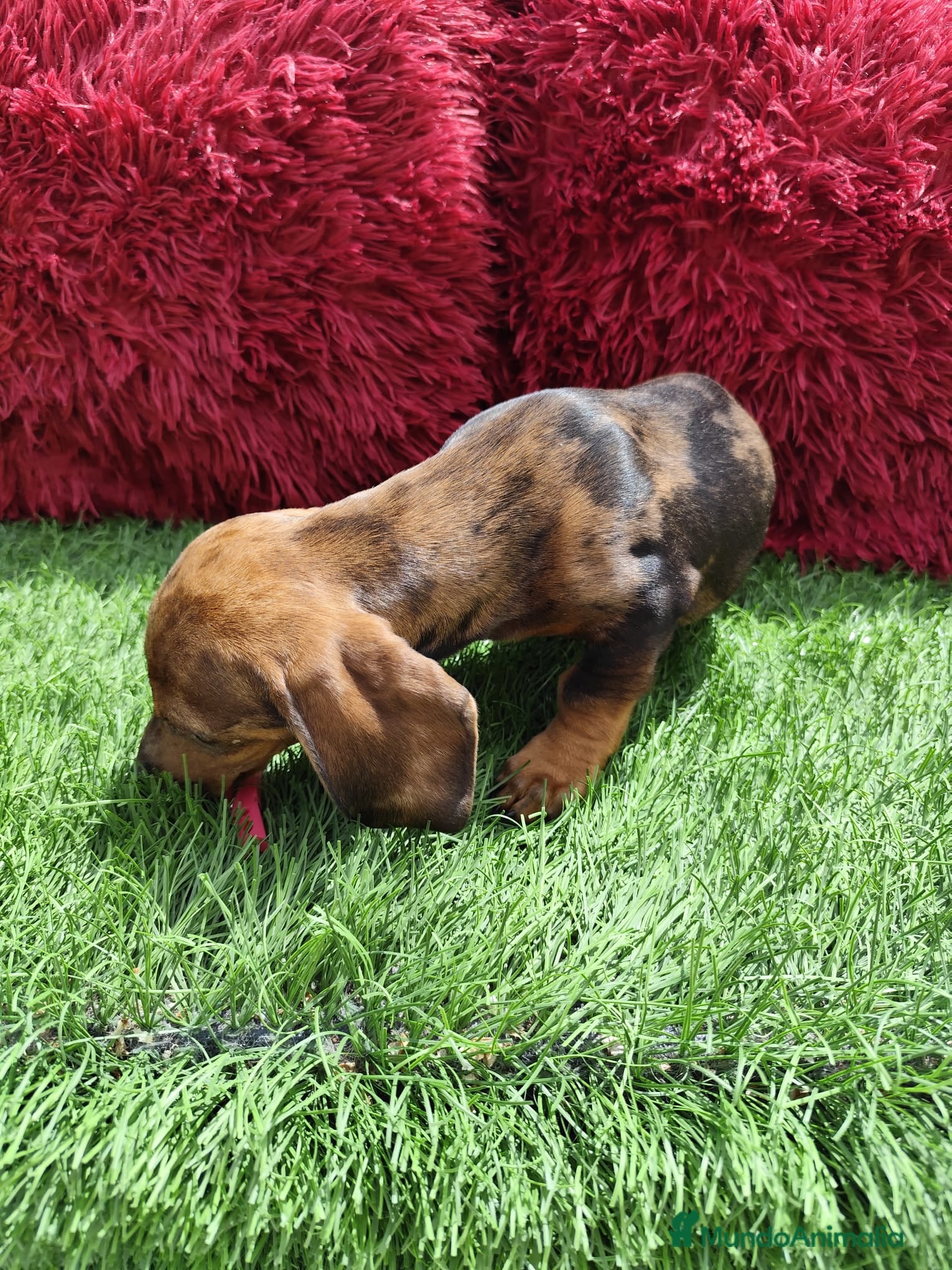 Teckel Miniatura perros en venta: Teckel Miniatura merle en Alicante - Anuncio 14
