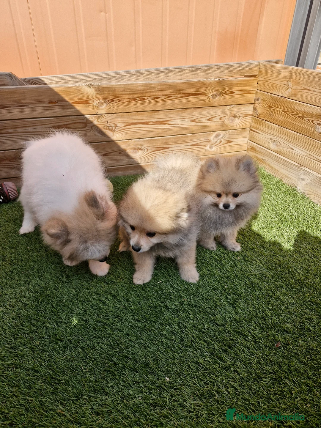 Pomerania perros en venta: POMERANIA en Barcelona - Anuncio 4