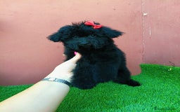 Caniche Toy perros en venta: Caniche toy precio real  - Imagen 3