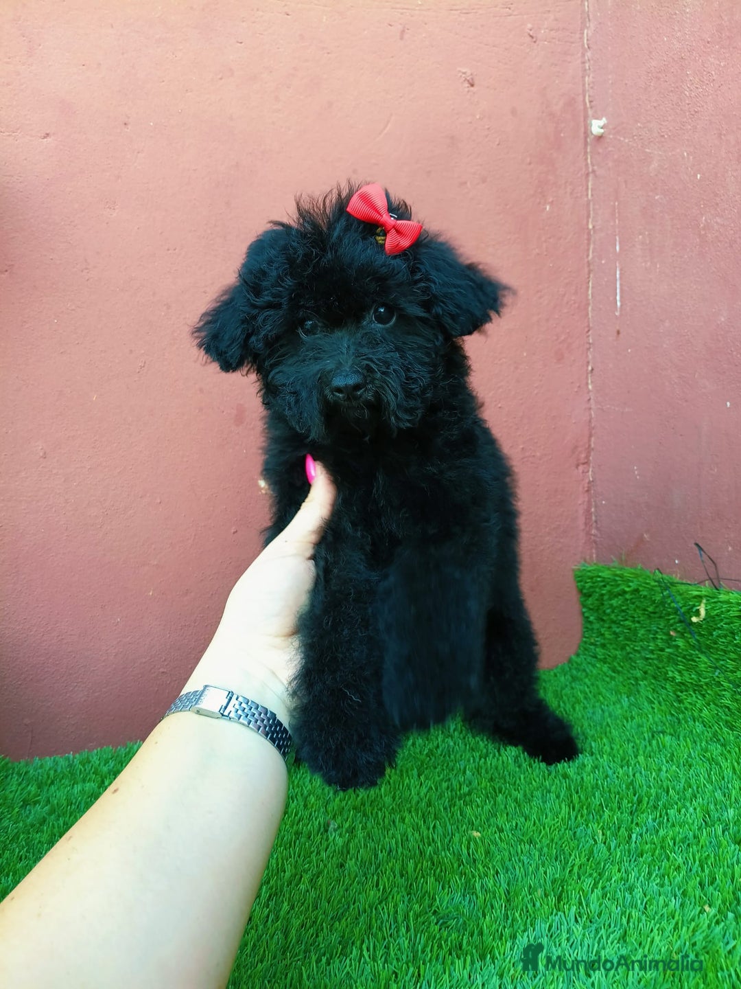 Caniche Toy perros en venta: Caniche toy precio real  - Imagen 3