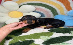 Teckel Miniatura perros en venta: Teckel Kaninchen Negro y Fuego - Imagen 4
