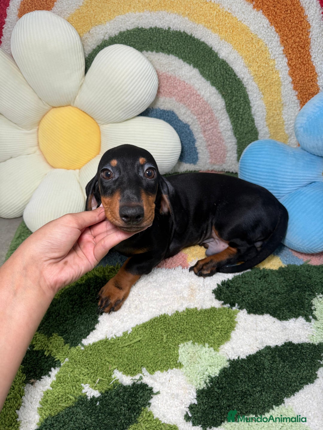 Teckel Miniatura perros en venta: Teckel Kaninchen Negro y Fuego - Imagen 4