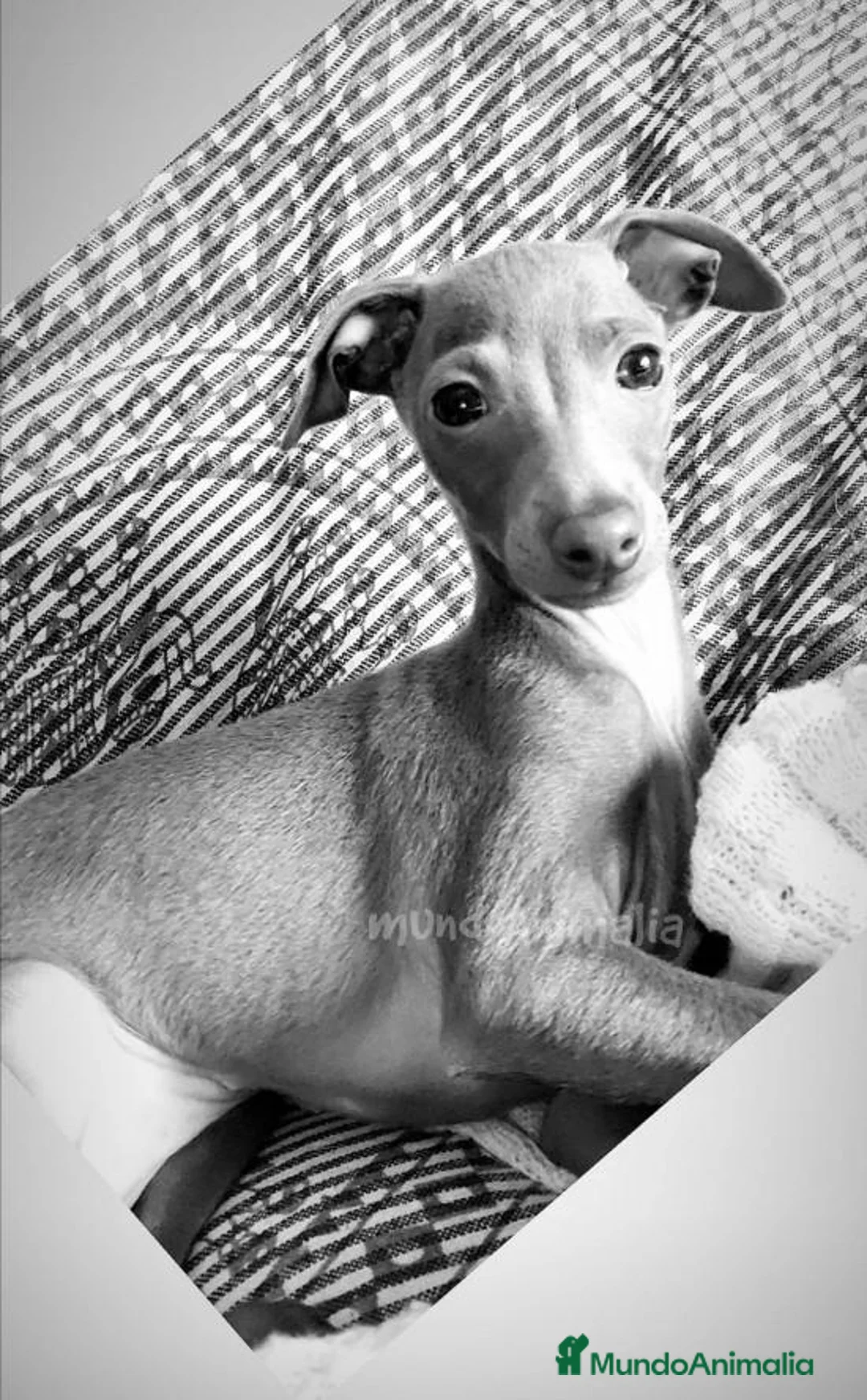 Imagen de galería {{count}}