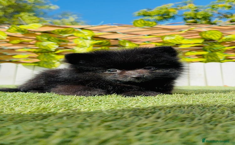 Pomerania perros - Anuncio 1