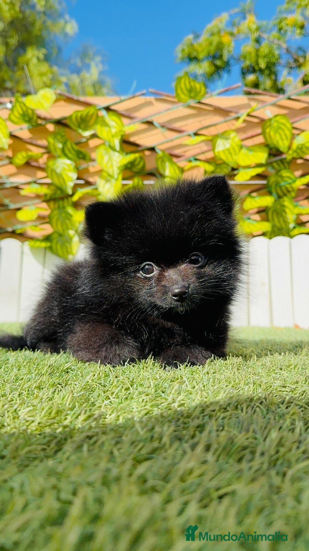 Pomerania perros en venta: POMERANIA HEMBRA - Imagen 1