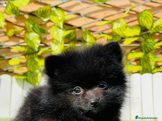 Pomerania perros - Anuncio 1