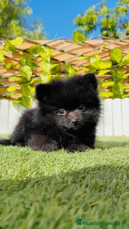 Pomerania perros - Anuncio 1