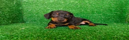 Teckel Miniatura perros en venta: Teckel miniatura  - Anuncio 8