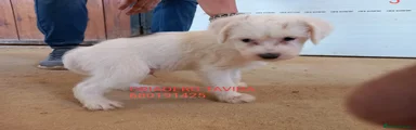Perro Crestado Chino Cachorro 3