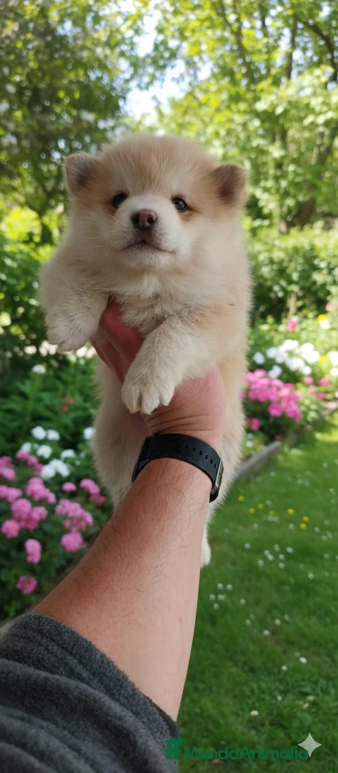 Pomsky perros en venta: Pomosky - Anuncio 2