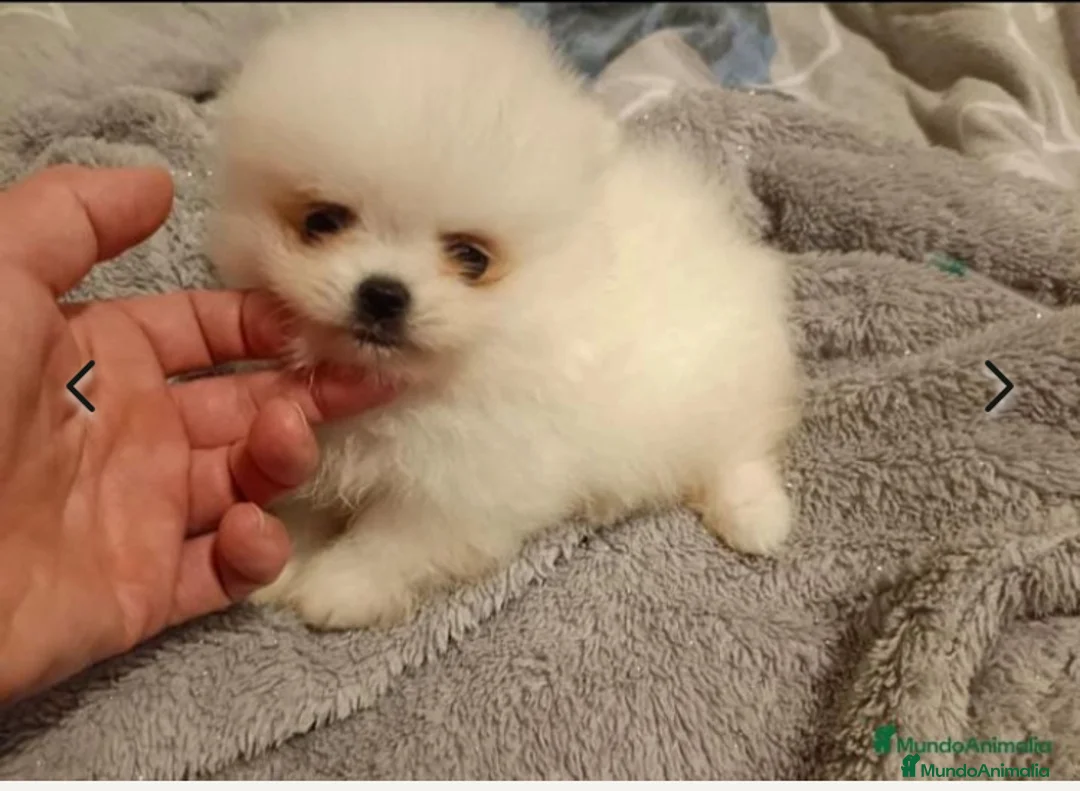 Pomerania perros en venta: POMERANEAS TOYS en Madrid - Anuncio 4