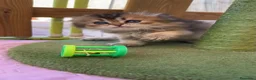 Británico de Pelo Corto gatos en venta: Gatitos británicos  - Anuncio 7