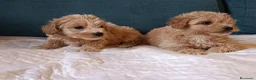 Maltipoo perros en venta: Maltipoo de excelente calidad  - Anuncio 6