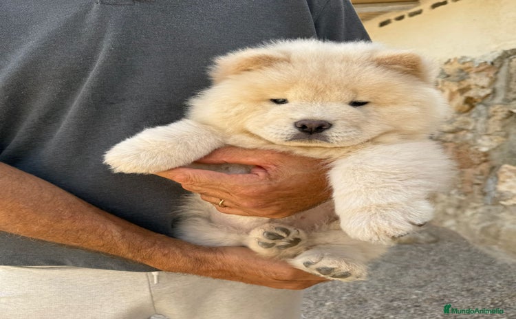 Chow Chow perros - Anuncio 1