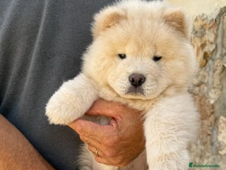 Chow Chow perros - Anuncio 1