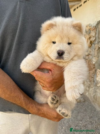 Chow Chow perros - Anuncio 1