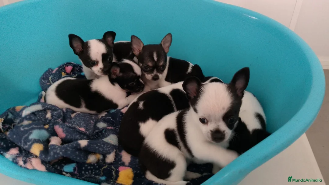 Chihuahua perros en venta: Chihuahua toy - Anuncio 1