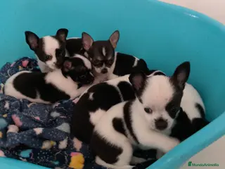 Chihuahua perros Chihuahua toy - Anuncio 2